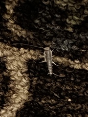 Ctenolepisma longicaudatum