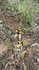 Caladenia toxochila