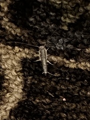 Ctenolepisma longicaudatum