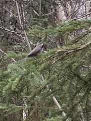 Poecile hudsonicus