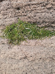 Selaginella sellowii