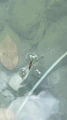 Aquarius paludum paludum