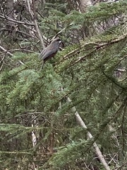 Poecile hudsonicus