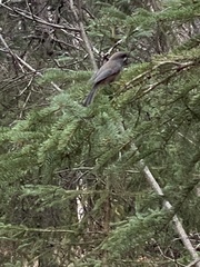 Poecile hudsonicus