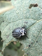 Leptinotarsa undecimlineata