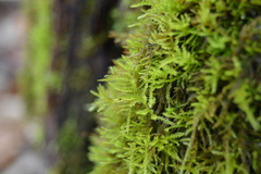 Eurhynchiastrum pulchellum