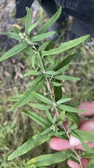 Olearia lirata