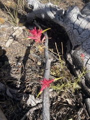 Castilleja linariifolia