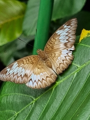 Euthalia monina monina