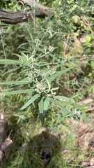 Olearia lirata