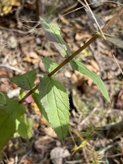 Eupatorium vaseyi