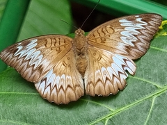 Euthalia monina monina