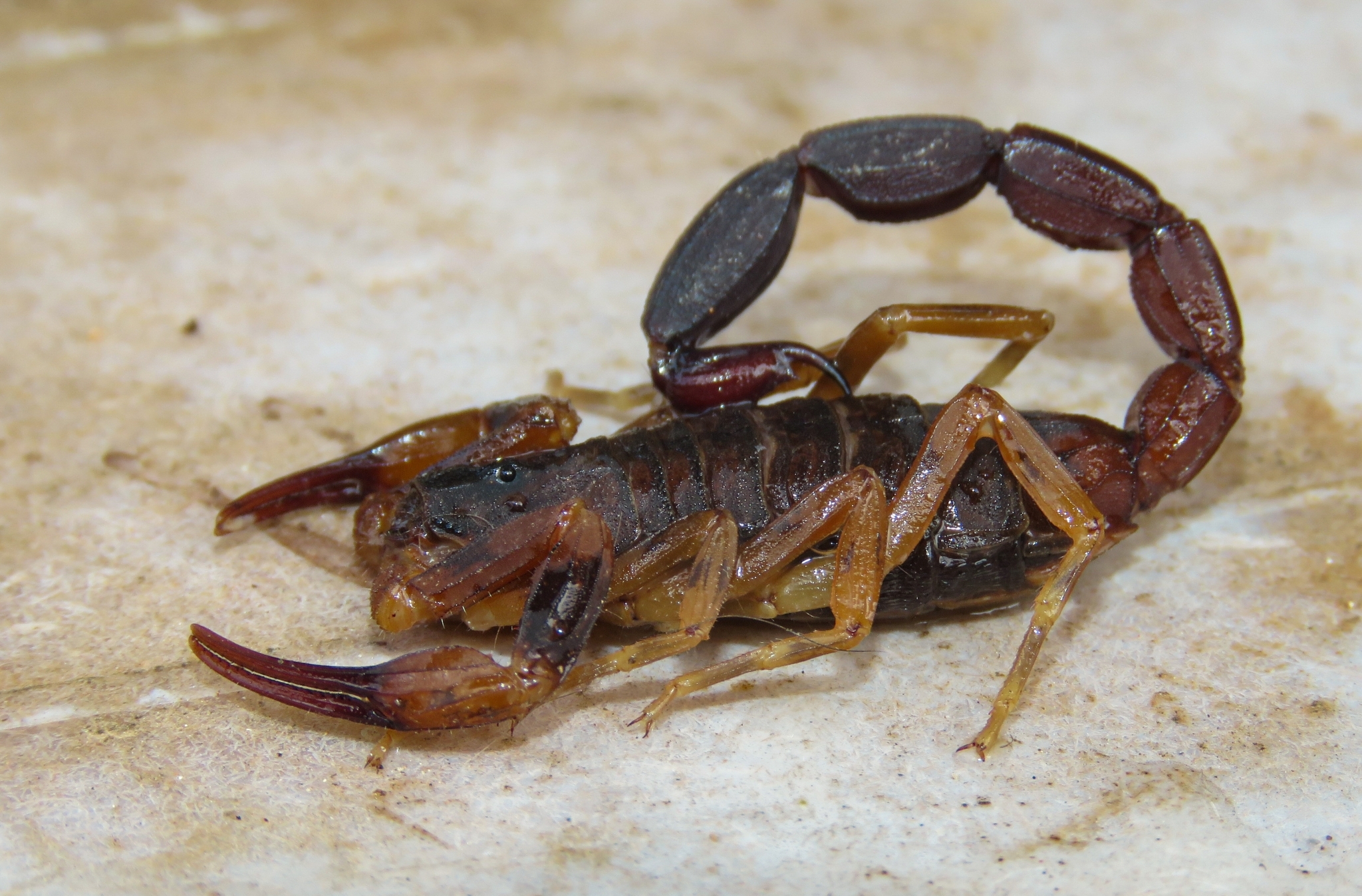 Escorpião marrom (Tityus bahiensis), comum em áreas urbanas