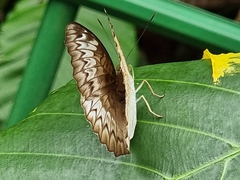 Euthalia monina monina