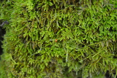 Eurhynchiastrum pulchellum