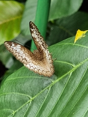 Euthalia monina monina