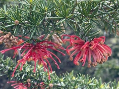 Grevillea juniperina