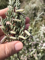 Indigofera brachystachya