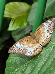 Euthalia monina monina