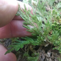 Selaginella