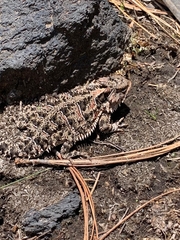 Phrynosoma orbiculare