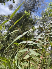 Eucalyptus viminalis