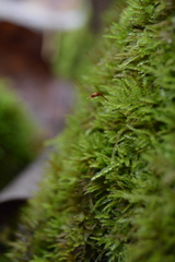 Eurhynchiastrum pulchellum