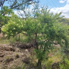 Eysenhardtia polystachya