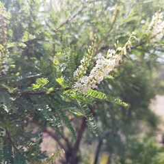 Eysenhardtia polystachya