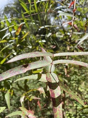 Eucalyptus viminalis