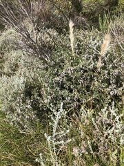 Indigofera brachystachya