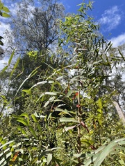 Eucalyptus viminalis