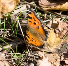 Nymphalis xanthomelas