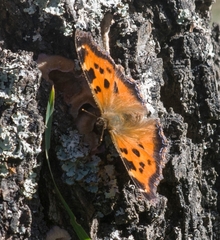 Nymphalis xanthomelas