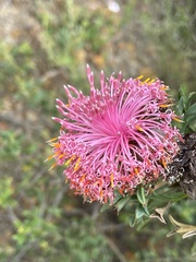 Isopogon dubius