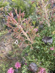 Isopogon dubius