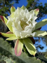 Cereus