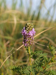Dalea foliosa