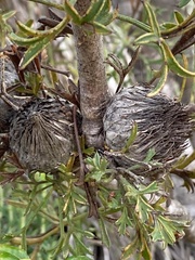 Isopogon dubius