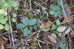 Polygaloides paucifolia