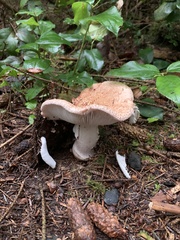 Amanita novinupta