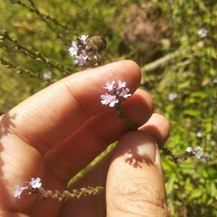 Verbena menthifolia