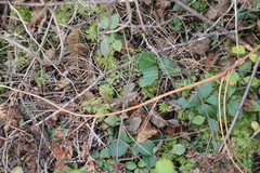 Polygaloides paucifolia