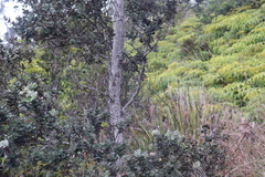 Chlorodrepanis virens