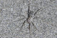 Anoteropsis litoralis