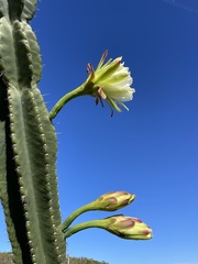 Cereus