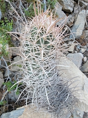 Homalocephala polycephala