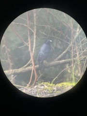 Ptilonorhynchus violaceus