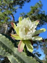 Cereus