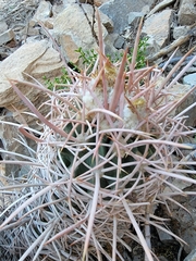 Homalocephala polycephala